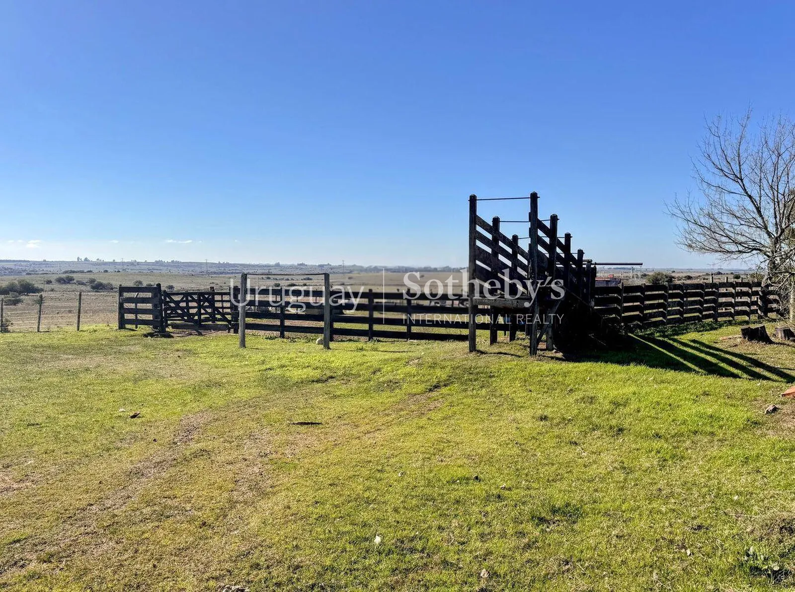 Very good livestock farm in Flores – photo 1 of 10