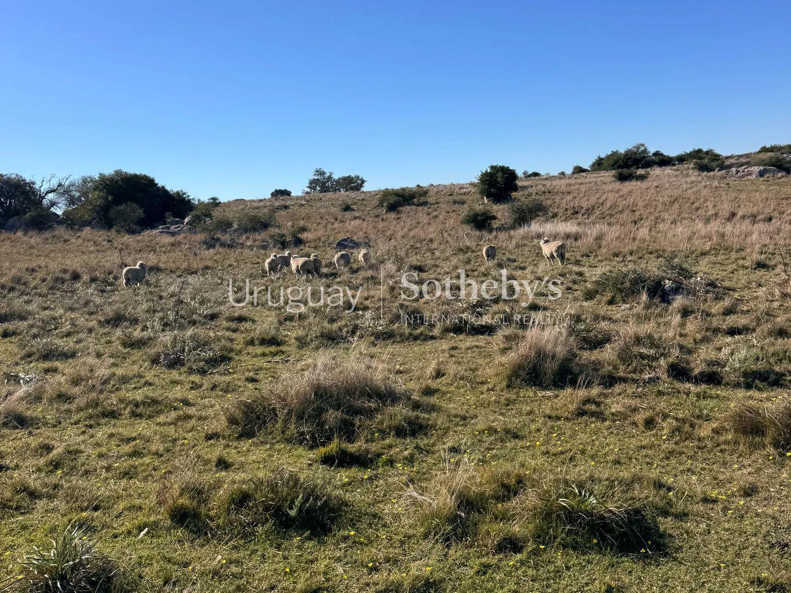 Muy buen Campo ganadero en Flores